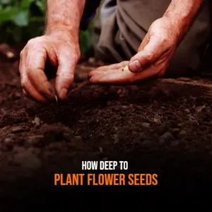 How Deep to Plant Flower Seeds