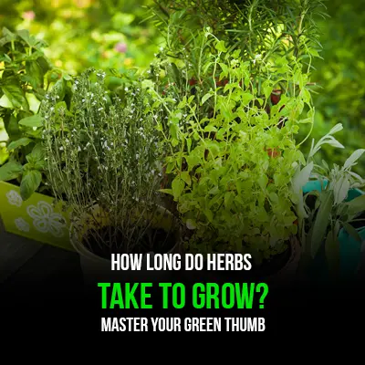 How Long Do Herbs Take to Grow Master Your Green Thumb