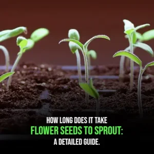 How Long Does It Take Flower Seeds to Sprout A Detailed Guide
