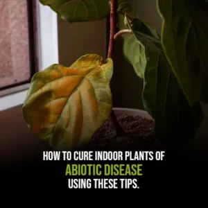 How to Cure Indoor Plants of Abiotic Disease Using These Tips