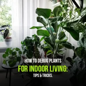 How to Debug Plants for Indoor Living Tips & Tricks
