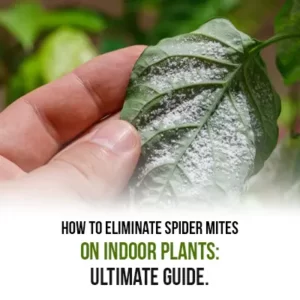 How to Eliminate Spider Mites on Indoor Plants Ultimate Guide