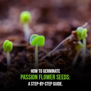 How to Germinate Passion Flower Seeds A Step-by-Step Guide