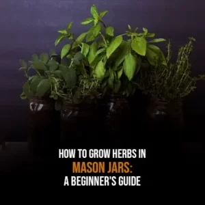How to Grow Herbs in Mason Jars A Beginners Guide