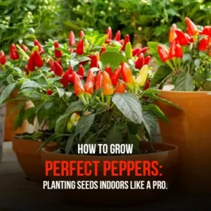 How to Grow Perfect Peppers Planting Seeds Indoors Like a Pro