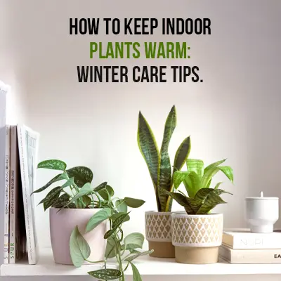 How to Keep Indoor Plants Warm Winter Care Tips