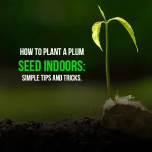 How to Plant a Plum Seed Indoors Simple Tips and Tricks