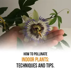 How to Pollinate Indoor Plants Techniques and Tips