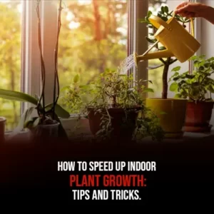 How to Speed Up Indoor Plant Growth Tips and Tricks