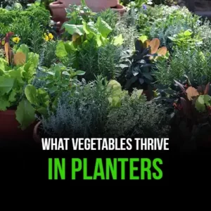 What Vegetables Thrive in Planters