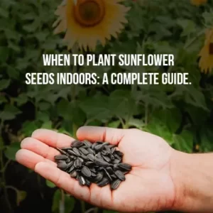 When to Plant Sunflower Seeds Indoors_A Complete Guide