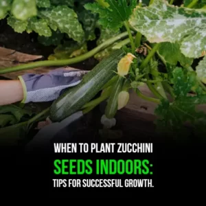 When to Plant Zucchini Seeds Indoors Tips for Successful Growth
